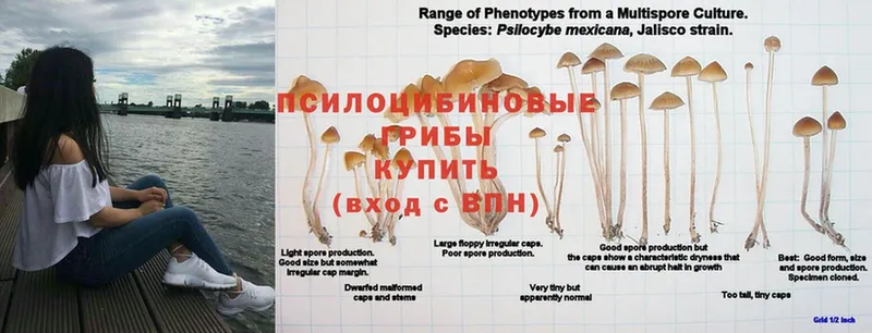 цены наркотик  Чадан  Псилоцибиновые грибы Psilocybe 